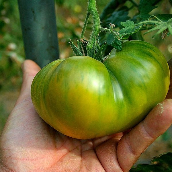 Ananas Noir Le Tomatologue
