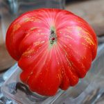 Marmande de Montpellier