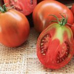 Japonses Triffle Black