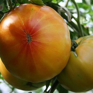 Tomates grosses plus de 300 grammes