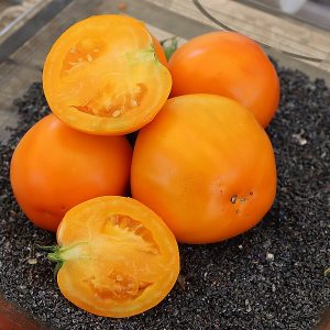 Tomates jaunes et oranges