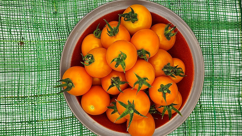 AURIGA graines – Image 2