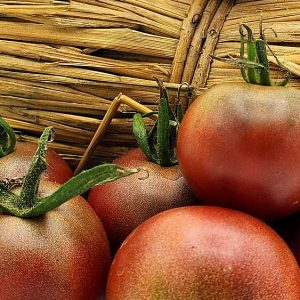 AZTECA BLACK graines