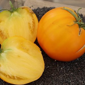 kKING OF SIBERIAN graines