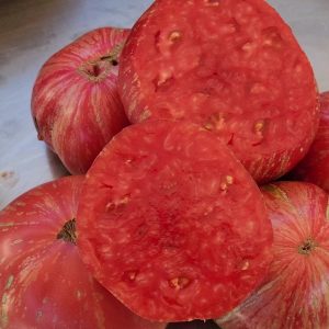 ROSE STRIÉE graines